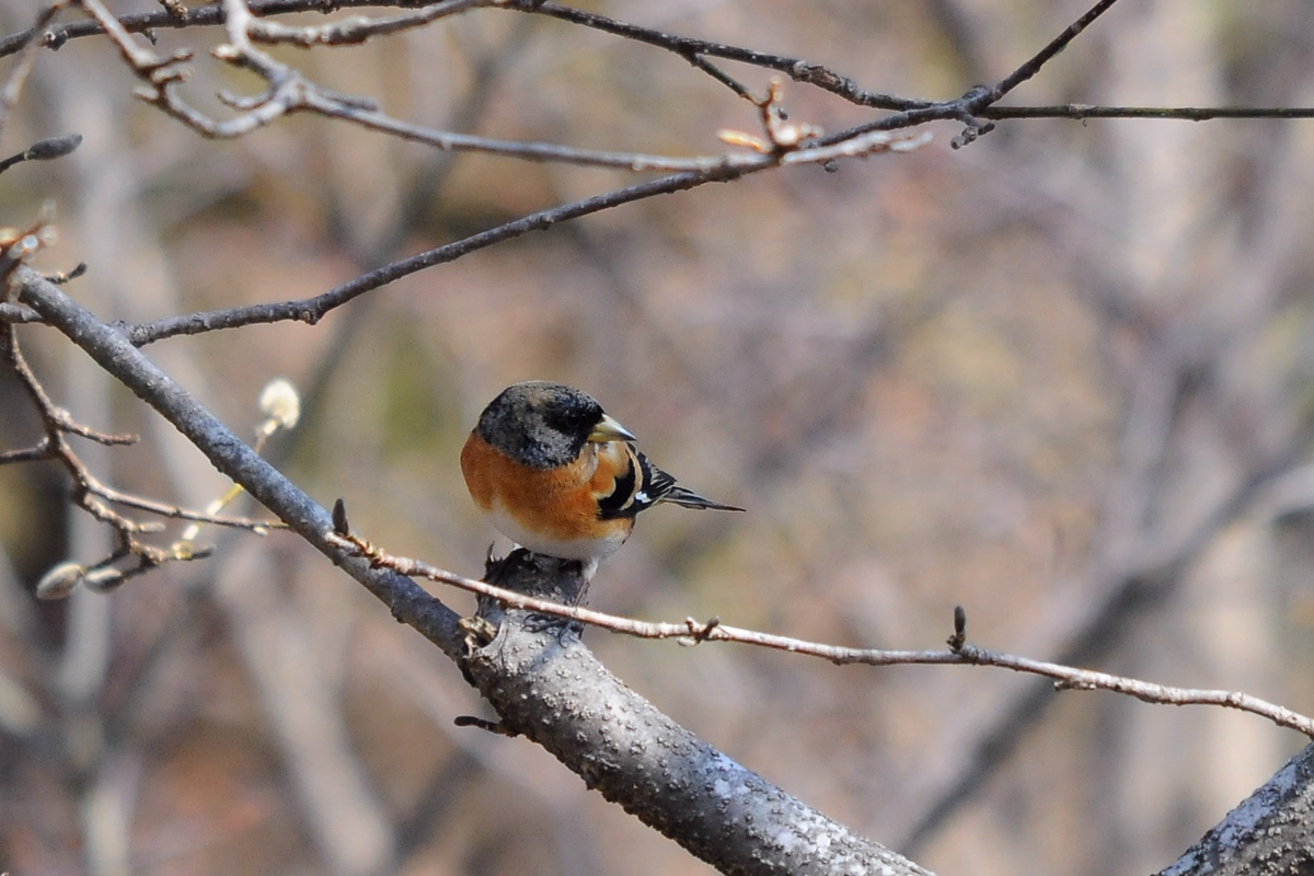 野鳥アトリ_a0189912_234734100.jpg