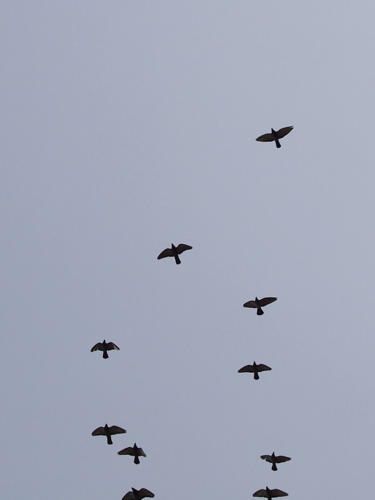 鳩_c0116915_144539.jpg