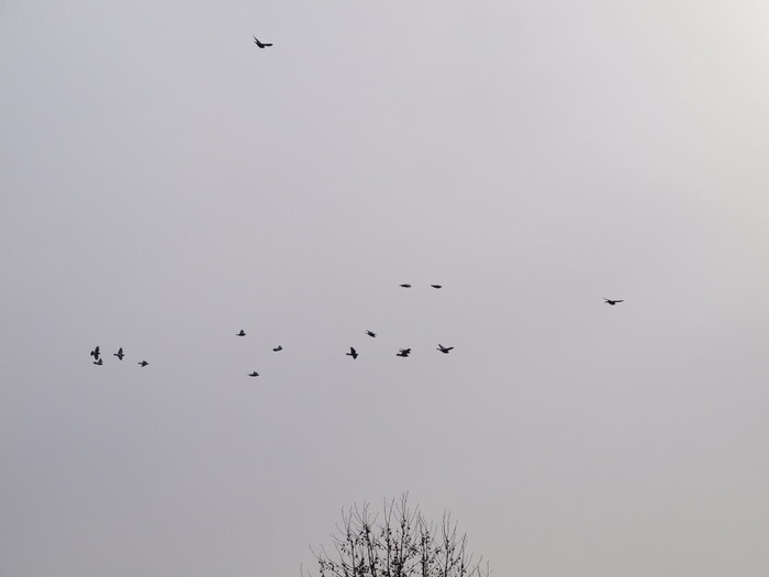 鳩_c0116915_15324.jpg
