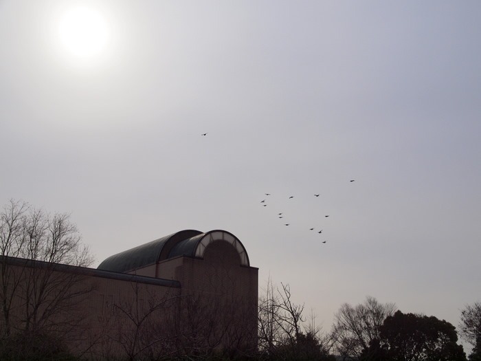 鳩_c0116915_15410.jpg