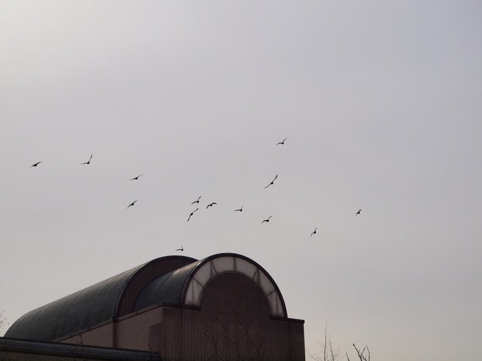 鳩_c0116915_154435.jpg