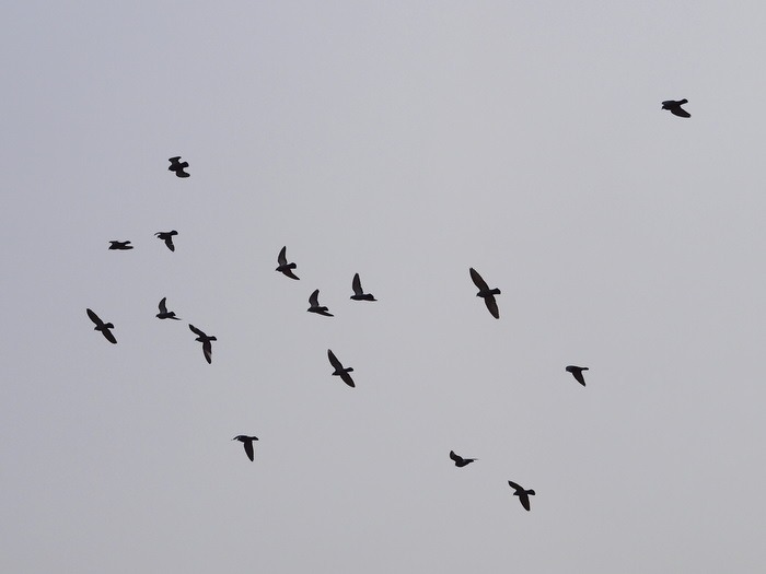 鳩_c0116915_155891.jpg