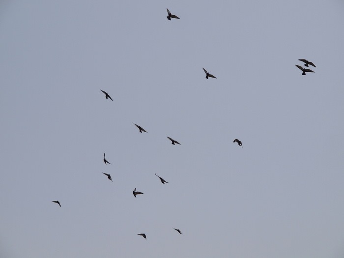 鳩_c0116915_161296.jpg