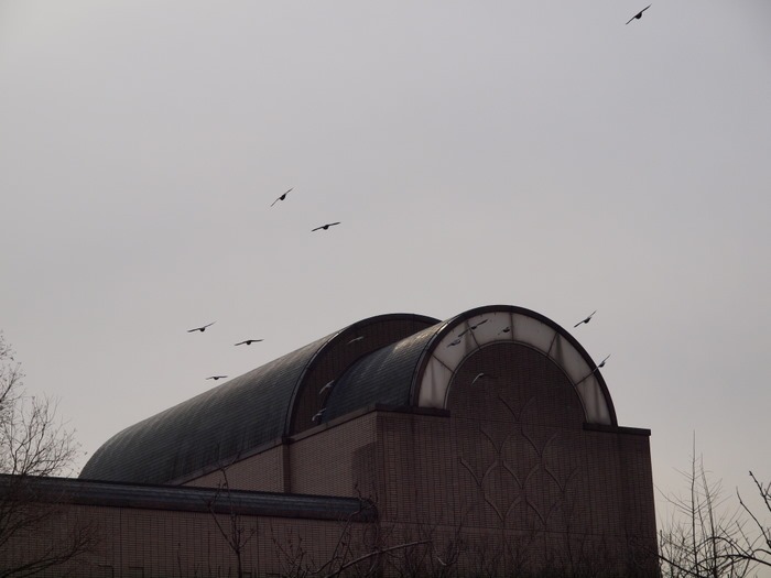 鳩_c0116915_163043.jpg