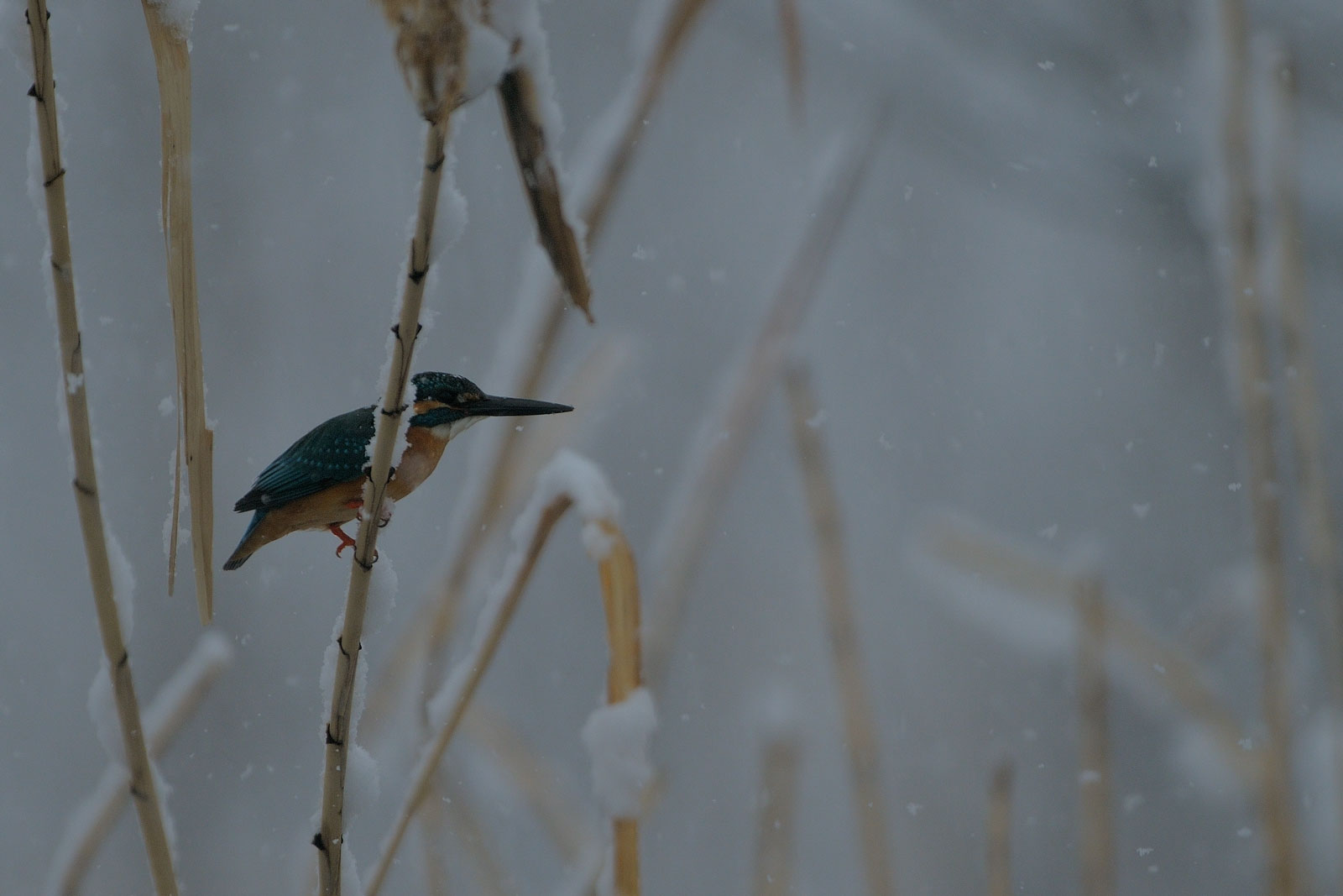 雪カワセミ_a0116616_20391664.jpg