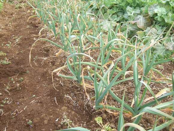 寒さに負けず....越冬球根野菜_b0137932_0155550.jpg