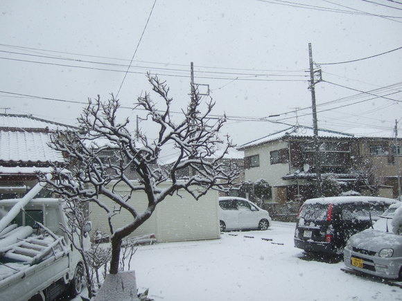 複雑な2月29日....大雪です。_b0137932_10493485.jpg