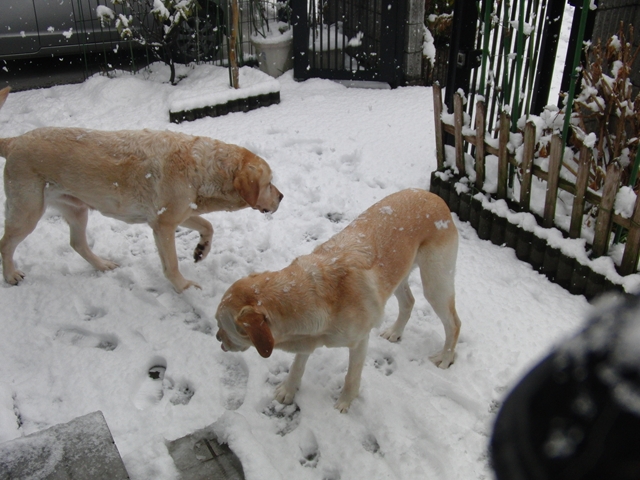 雪が積もった_f0032332_2381525.jpg