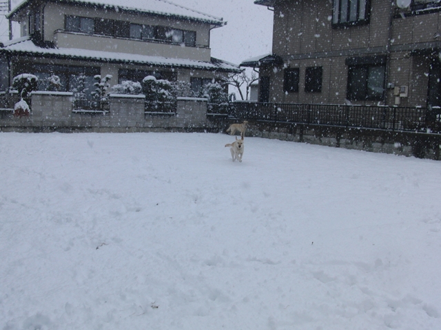 雪が積もった_f0032332_2392468.jpg