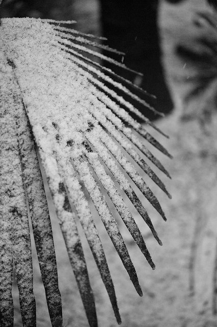 雪の朝_f0050534_89023.jpg