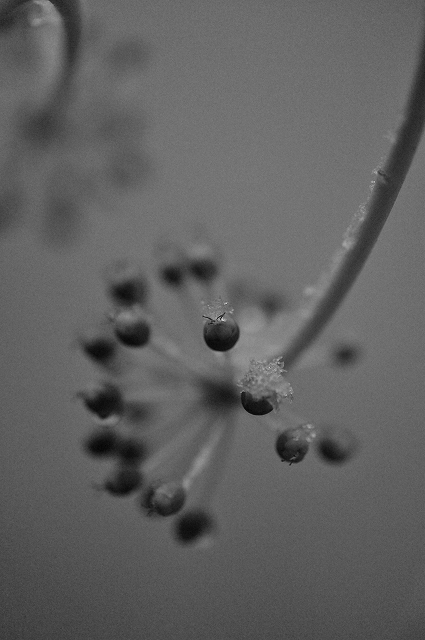 雪の朝_f0050534_891853.jpg