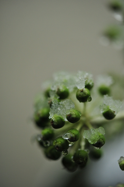 雪の朝_f0050534_892724.jpg
