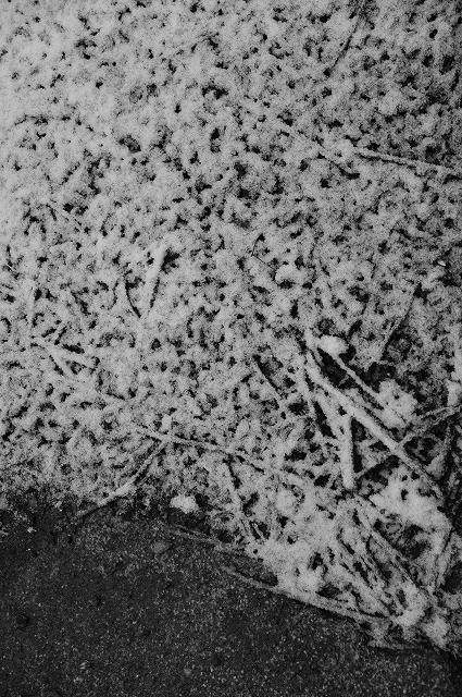 雪の朝_f0050534_894561.jpg