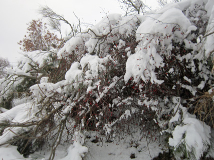 ネコと雪のテッツィオ山_f0234936_2310920.jpg