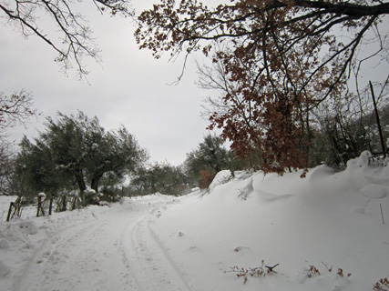 ネコと雪のテッツィオ山_f0234936_238256.jpg