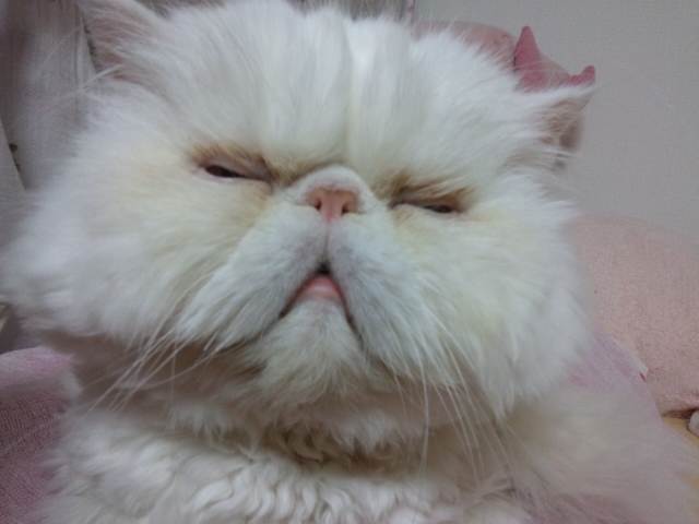 枕とられた。_d0152937_1202979.jpg