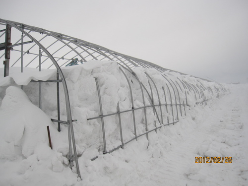 ビニールハウス周りの除雪_f0231042_10384753.jpg