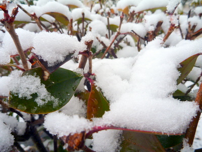 2月29日　うるう年な雪降る朝の栃木_e0037849_7594194.jpg