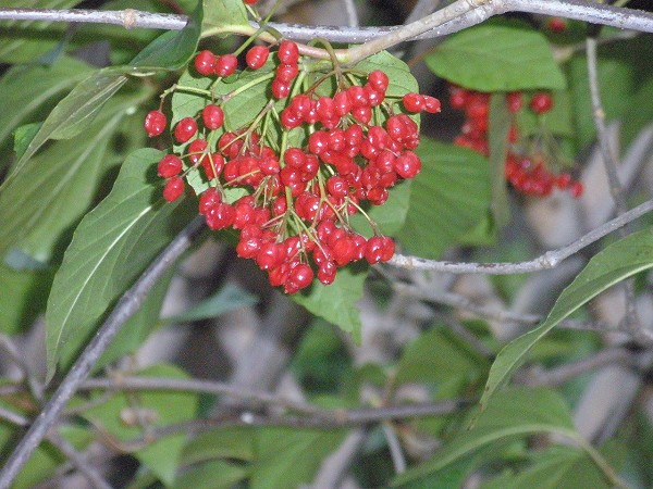 徳川園で出会った花達_a0089450_847341.jpg