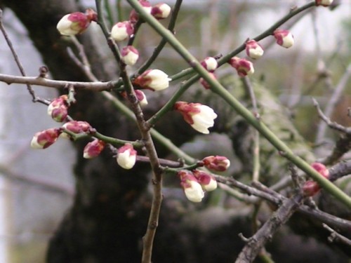 梅の花と原発について。。_c0233272_1514254.jpg