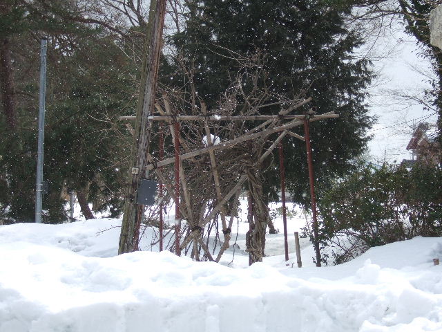 大雪だった２月をふりかえって　　２０１２．２．２９_c0153880_21352886.jpg