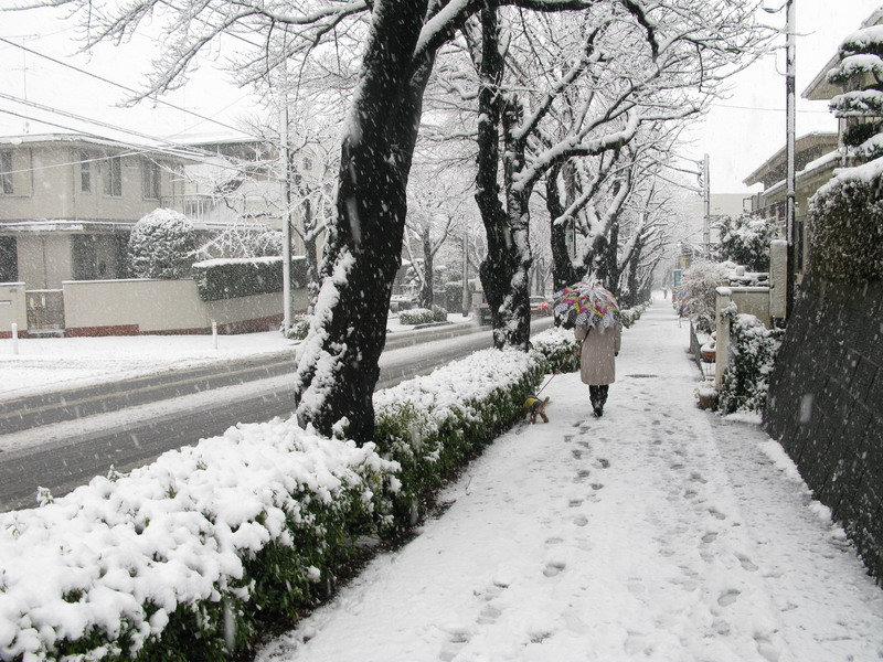 雪になりました_e0086880_10233517.jpg