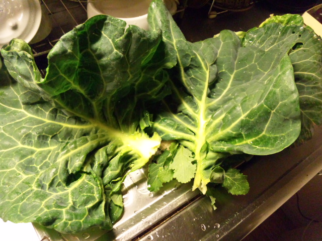 キャベツの鬼葉のジェノベーゼ 耕して 播いて 食べる日々 Plow And Sow And Eat キャベツの鬼葉のジェノベーゼ 耕して 播いて 食べる日々 Plow And Sow And Eat