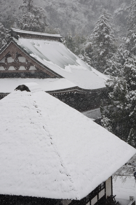 円覚寺　雪Ⅰ_a0222184_16491536.jpg