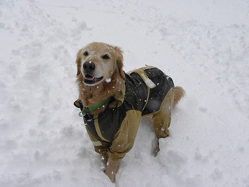 雪だよ～♪_c0172184_12462132.jpg