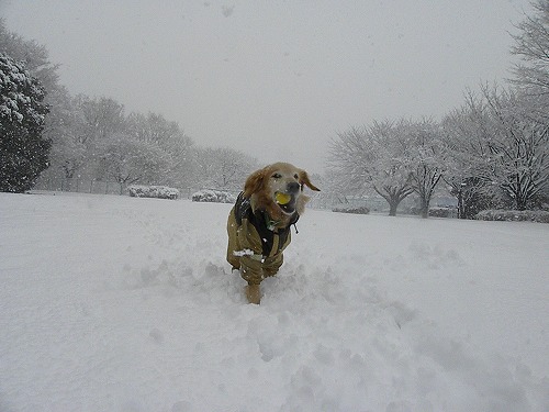 雪だよ～♪_c0172184_1246311.jpg