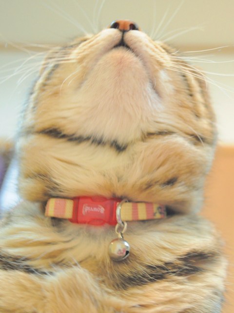 甘えん坊さん_a0126590_22203811.jpg
