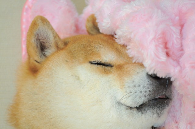 甘えん坊さん_a0126590_22344626.jpg