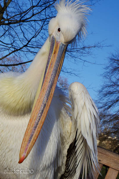 公園のスーパーモデル_b0234690_543393.jpg