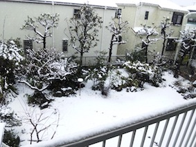 雪だ〜！_d0190794_1158343.jpg