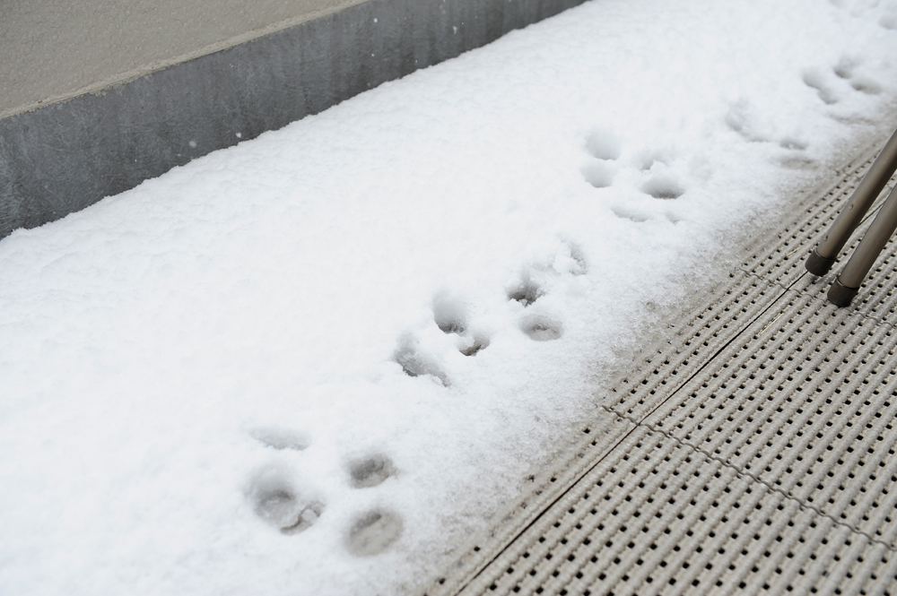 雪の日にはウサギを膝に_f0144394_22104317.jpg