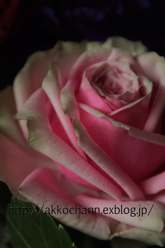 f0128096_23205476.gif