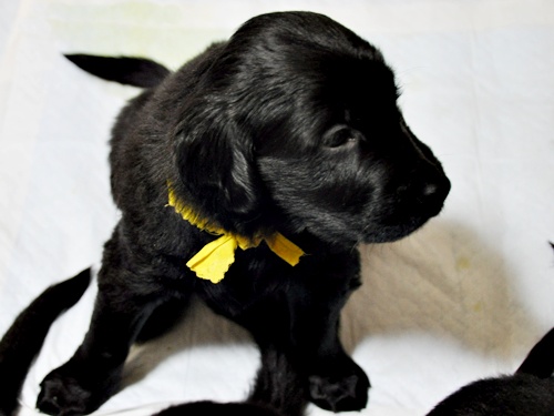 京都へ・・・ _f0176499_420076.jpg