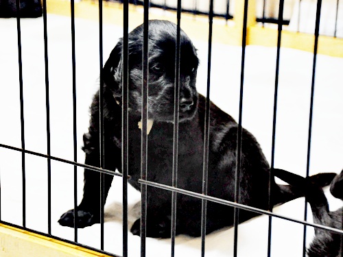 京都へ・・・ _f0176499_4204551.jpg