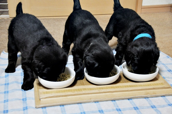 京都へ・・・ _f0176499_4271720.jpg