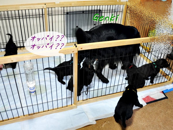 京都へ・・・ _f0176499_4593252.jpg