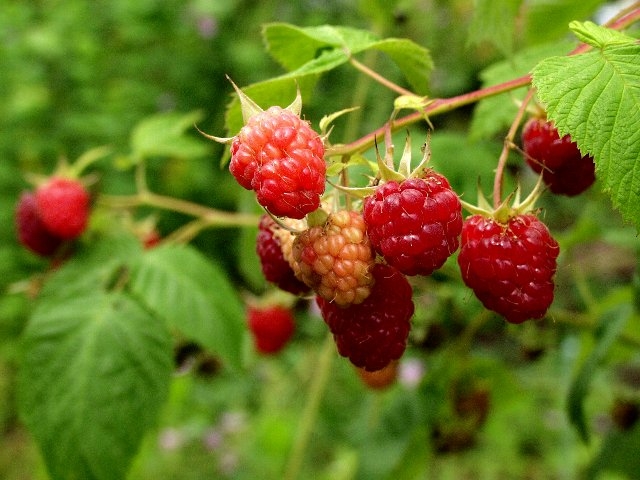 c0008502_2362331.jpg