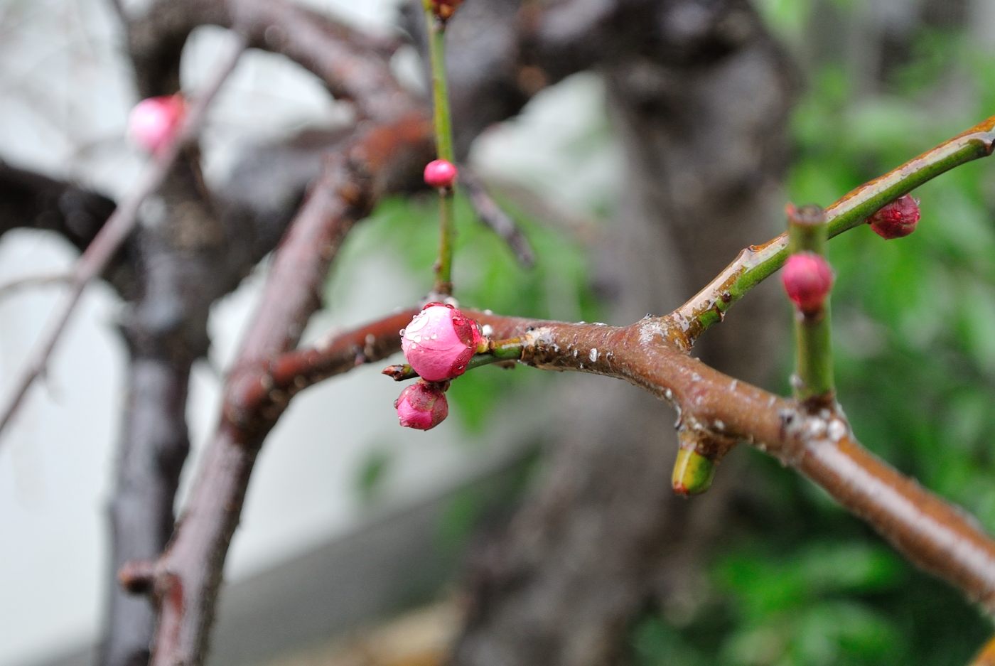 雨が降る・_f0083903_11581554.jpg