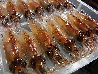 生ホタルイカ!_f0157910_15251016.jpg