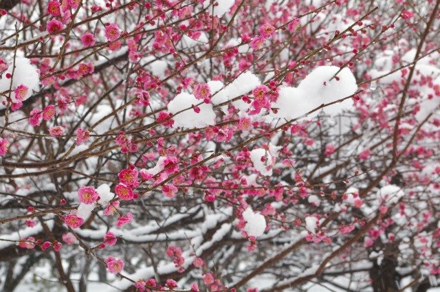 淡雪は消えた_e0175614_1412569.jpg