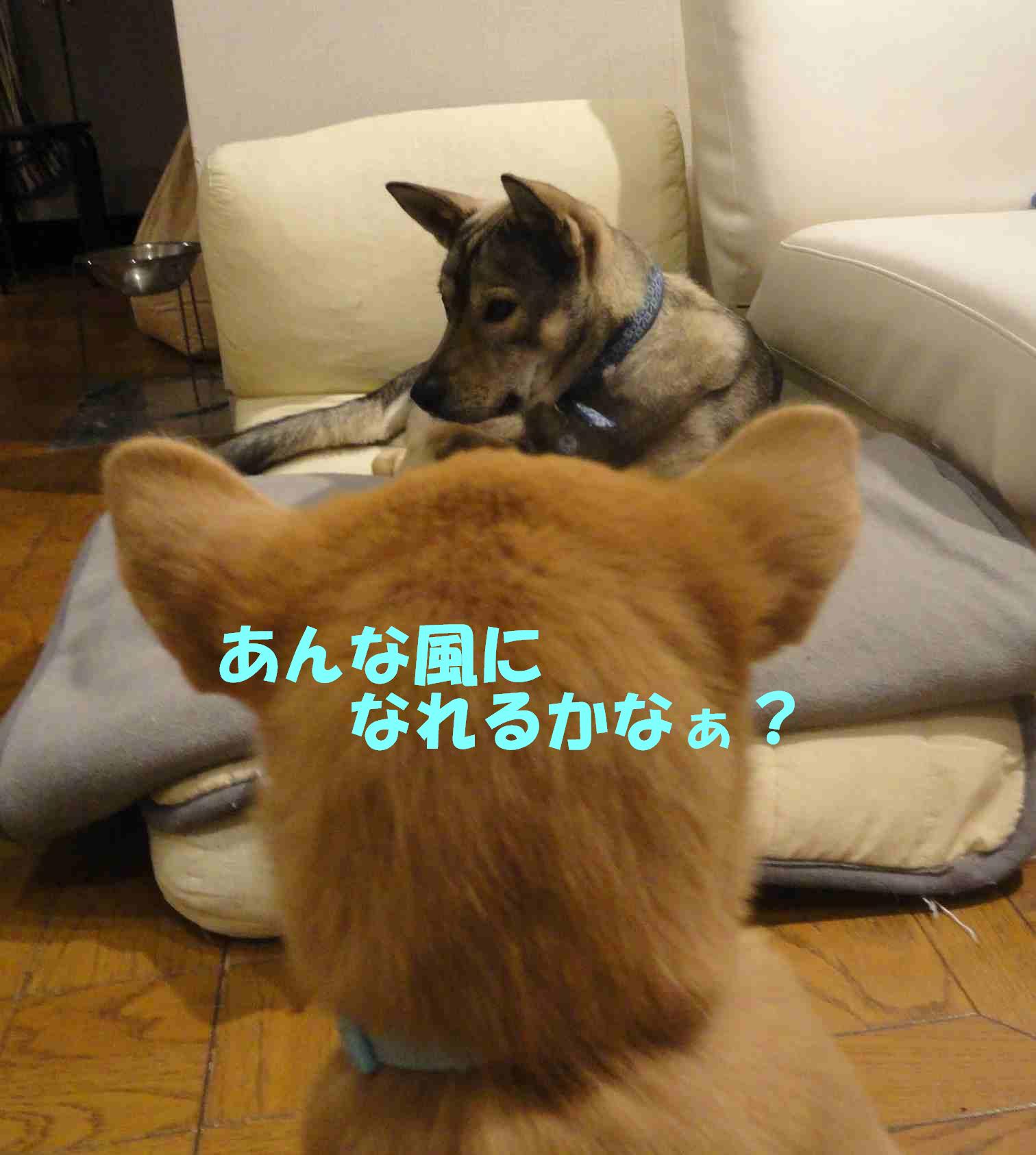 スーパー子犬ブラザー&シスター_b0207320_56527.jpg