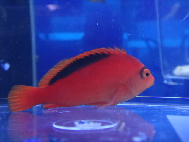 120301 海水魚・サンゴ・熱帯魚・水草_f0189122_1721981.jpg