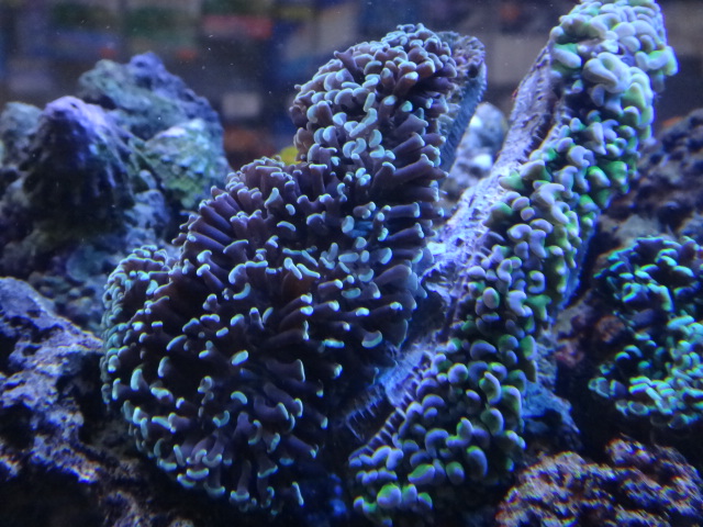120301 海水魚・サンゴ・熱帯魚・水草_f0189122_1734020.jpg