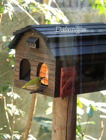 【フィンチ用】梅と桜のフィンチTree バードスタンド フィンチ用】梅と桜のフィンチTree バードスタンド 71NLnLielvL