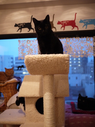 ふわふわ三角屋根おうちキャットタワー猫 空しぇるのぇるろった編。_a0143140_21272379.jpg