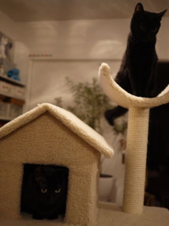ふわふわ三角屋根おうちキャットタワー猫 空しぇるのぇるろった編。_a0143140_21301431.jpg
